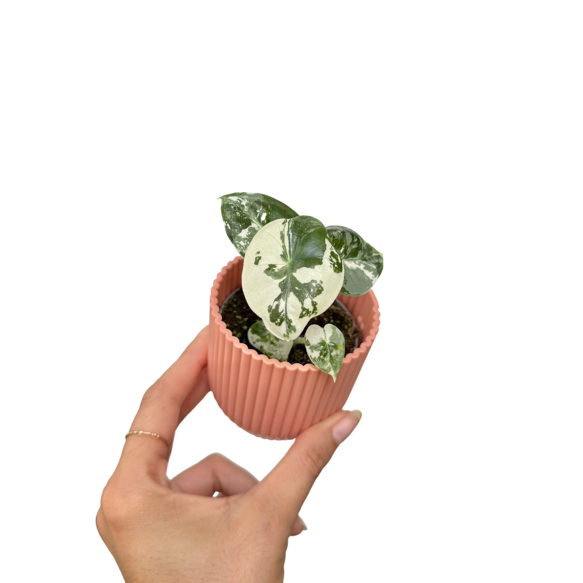 Alocasia Frydek variegata, petite plante aux feuilles vertes et blanches, dans un pot cannelé couleur pêche