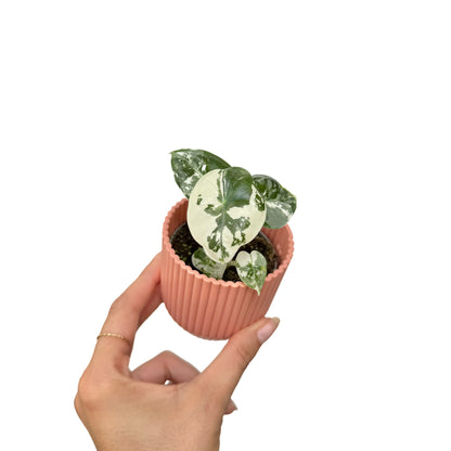 Alocasia Frydek (variegata) - plantandstories