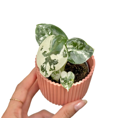 Alocasia Frydek (variegata) - plantandstories