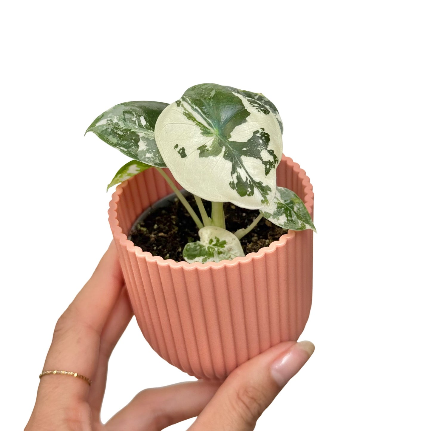 Alocasia Frydek (variegata) - plantandstories