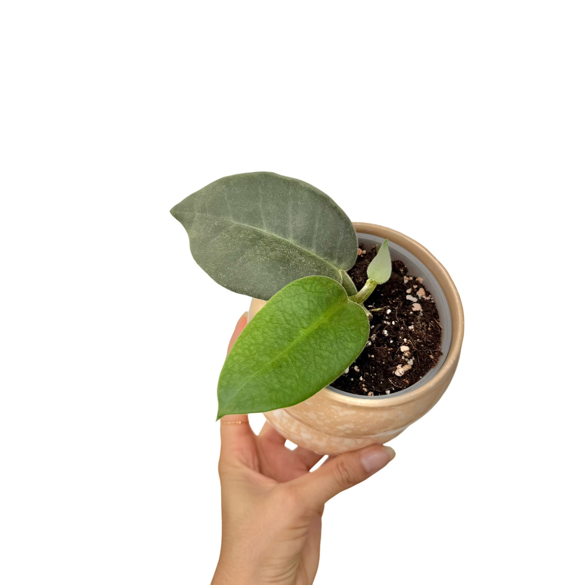 Plant de Hoya Calycina Stargazer dans un petit pot en terre cuite avec ses feuilles vertes et sombres