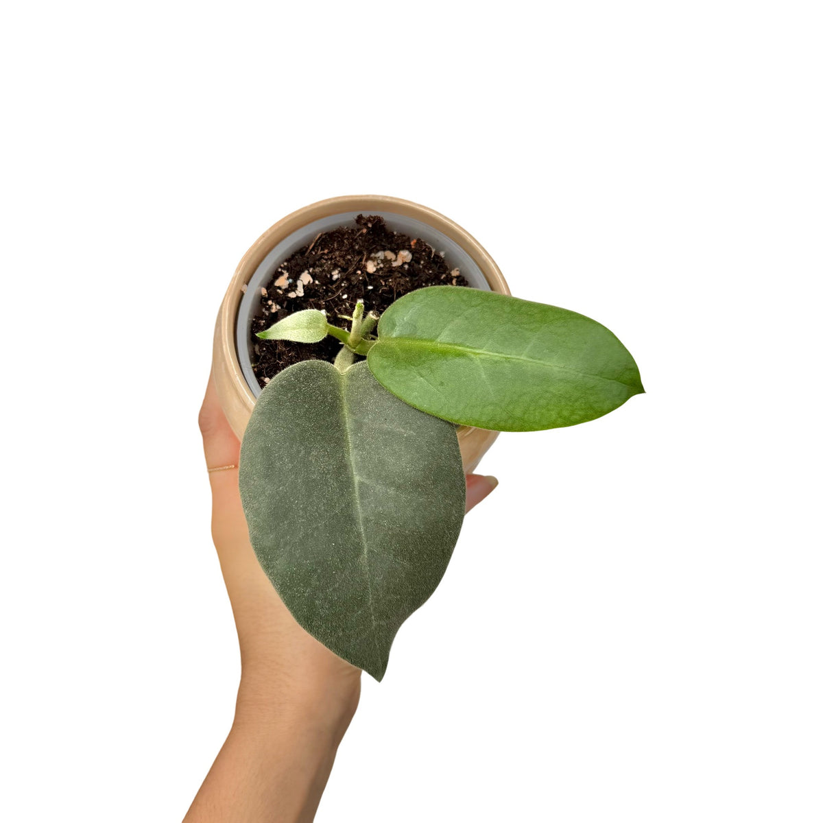 Jeune plant de Hoya Calycina Stargazer avec un feuillage vert foncé légèrement velu dans un pot beige