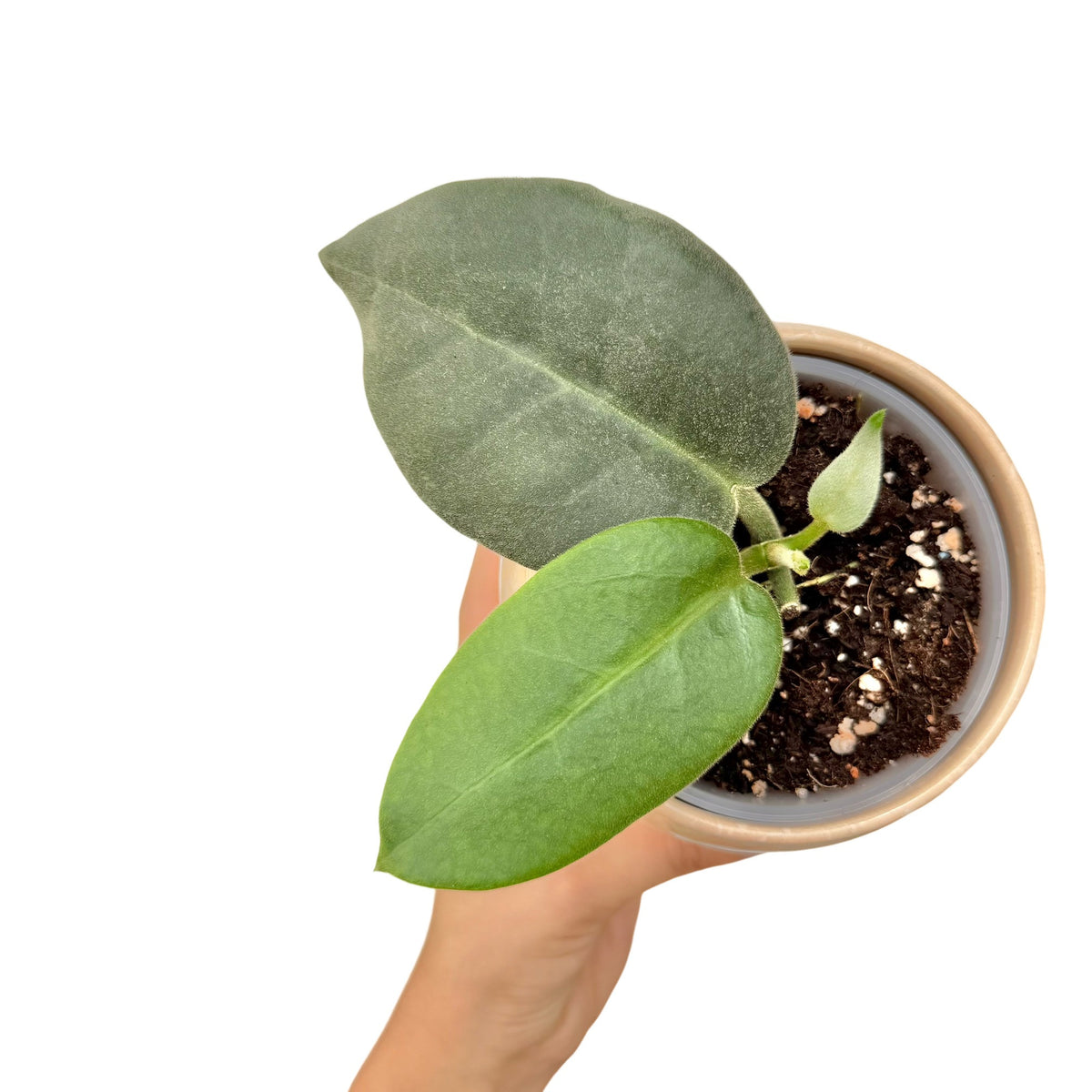 Petite plante Hoya Calycina Stargazer avec deux feuilles vertes et une jeune pousse cotonneuse dans son pot
