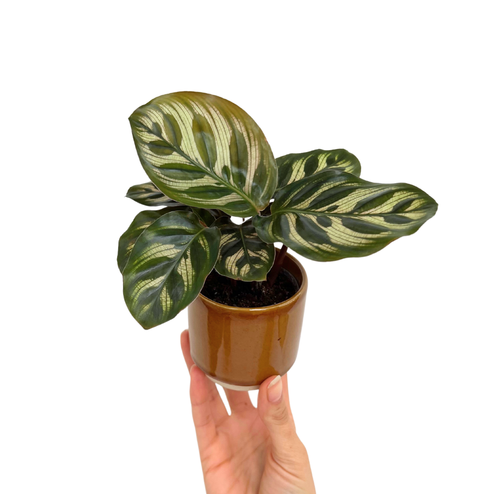 Calathea Makoyana aux feuilles graphiques vertes et argentées dans un petit pot en céramique marron brillant