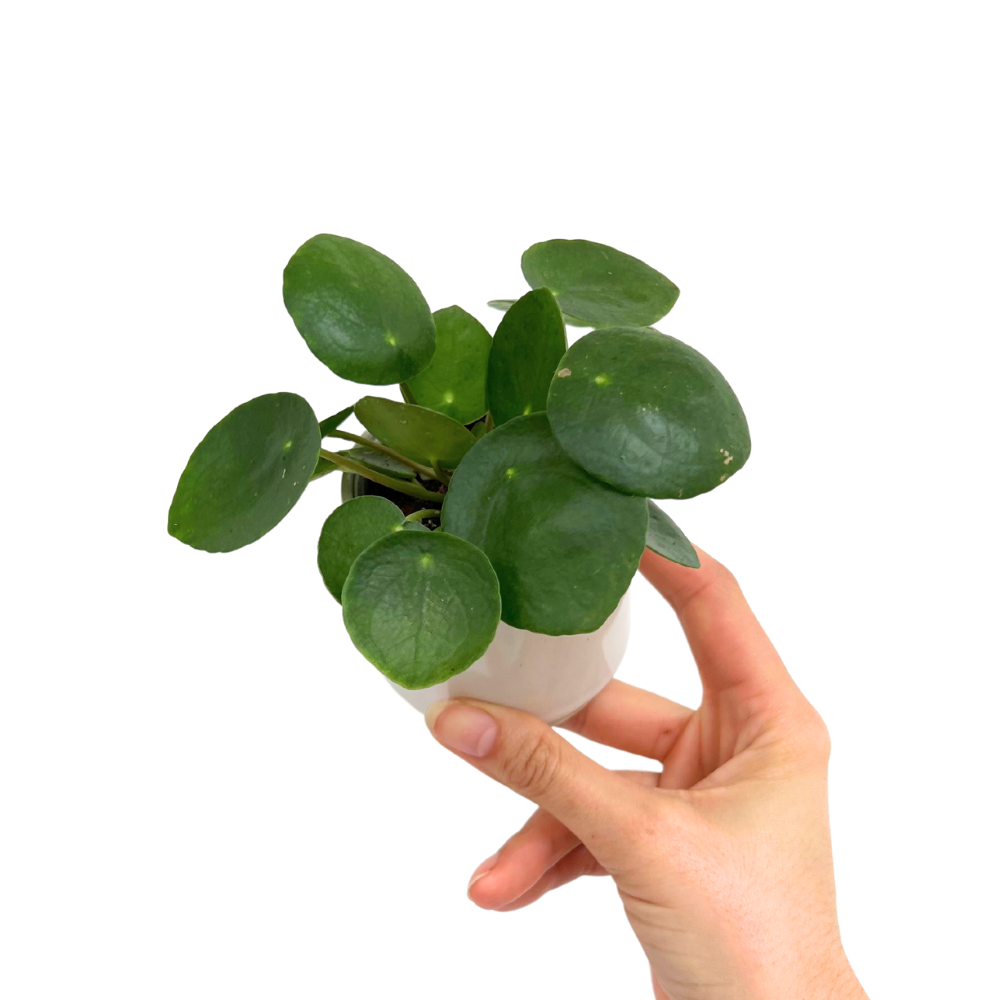 Pilea Peperomioides