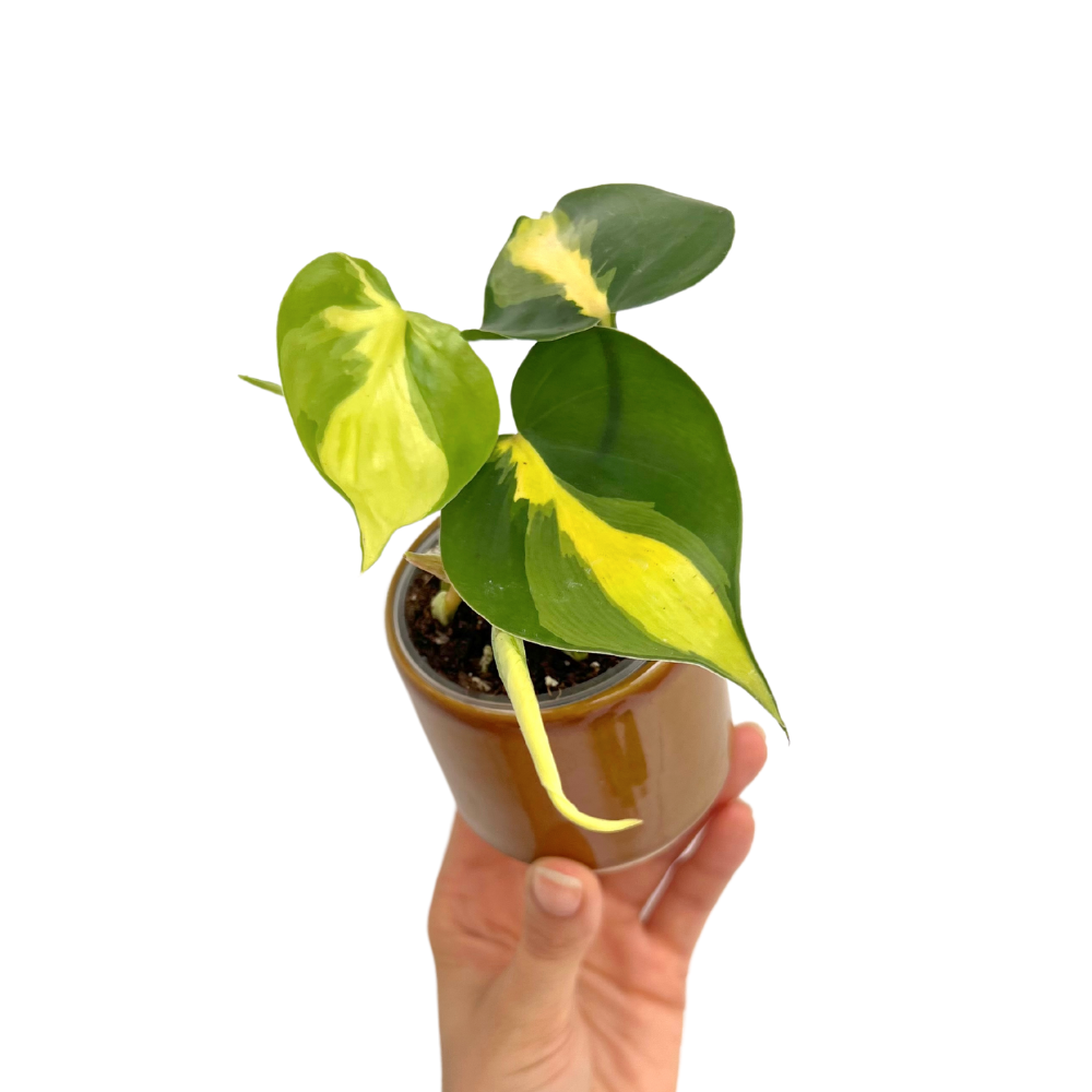 Philodendron Brasil