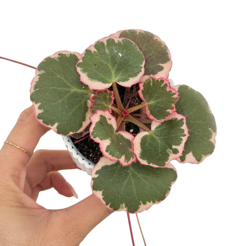 Saxifrage Stolonifera