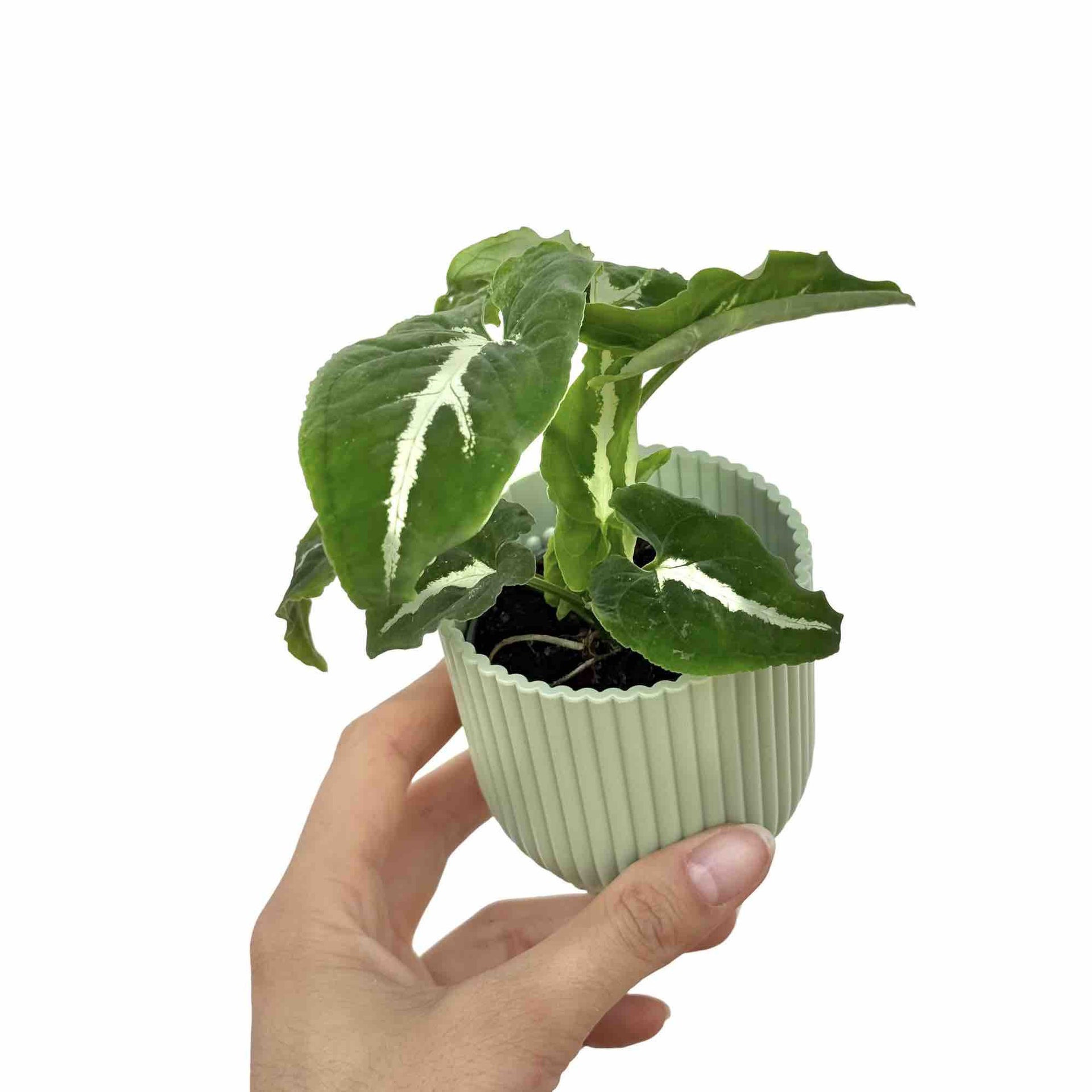 Syngonium Wendlandii: Houseplant with silvery leaves – plantandstories