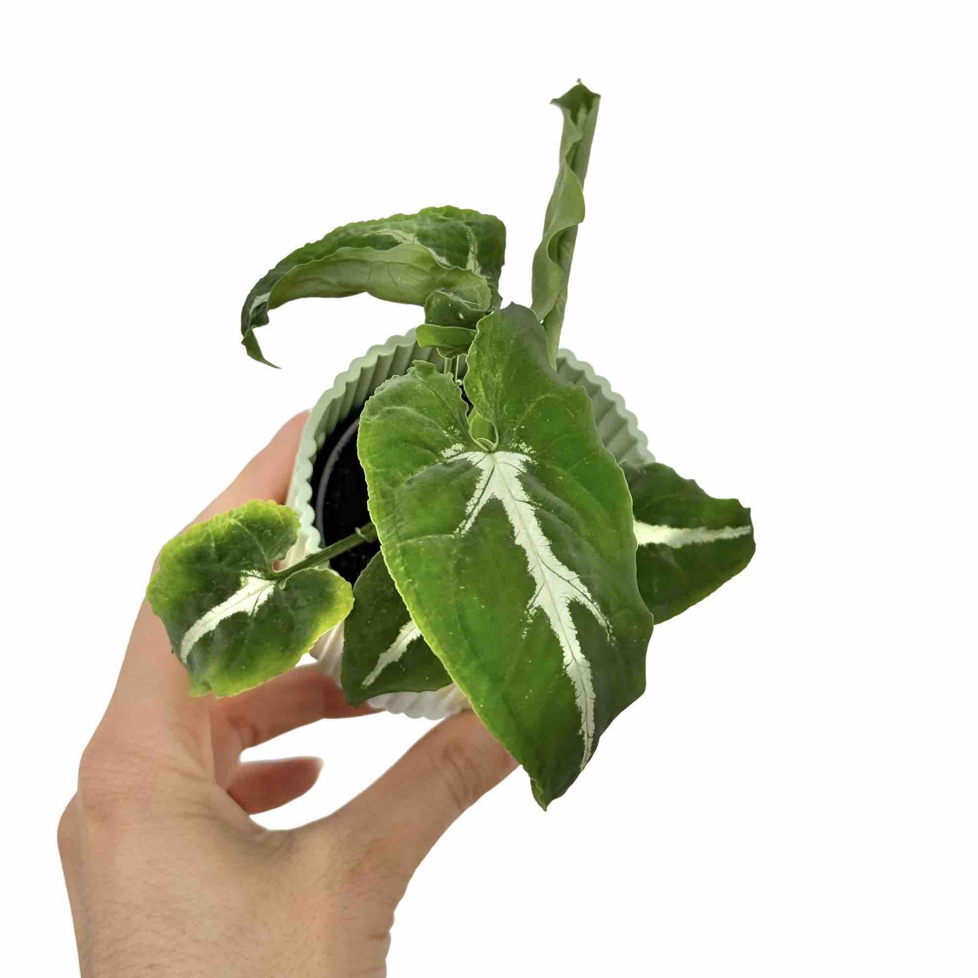 anthurium wendlandii Syngonium Wendlandii: Houseplant with silvery leaves – plantandstories
