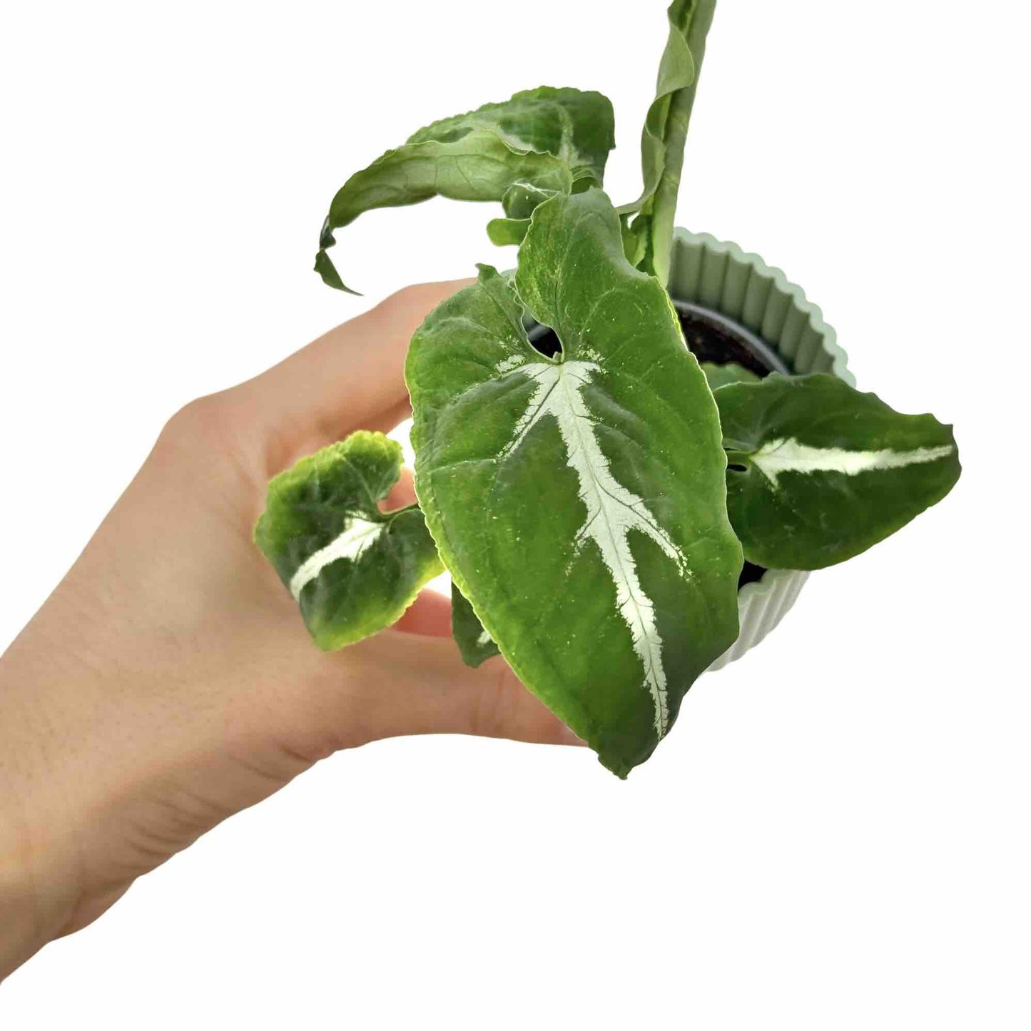 Syngonium Wendlandii