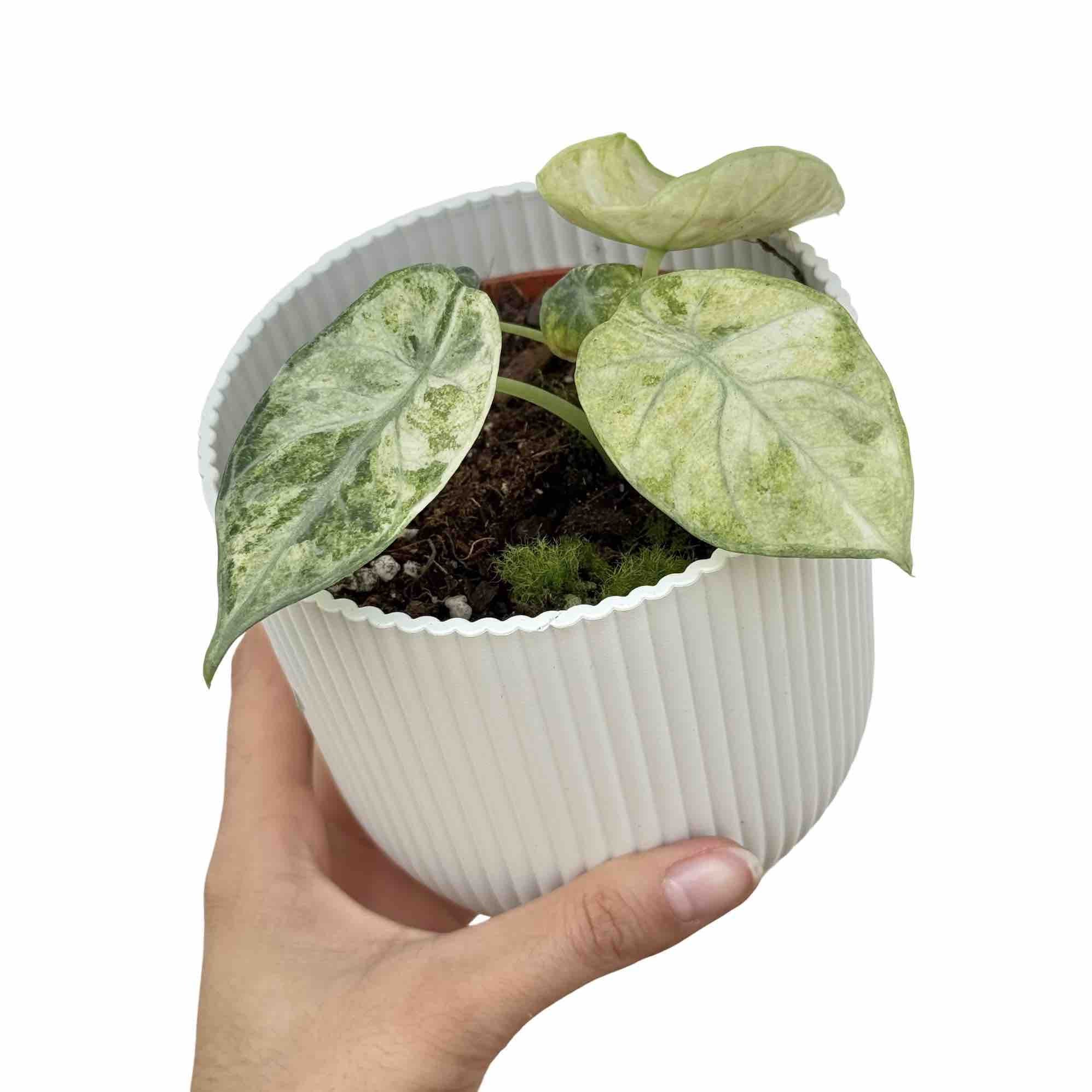 Alocasia Ninja Tricolor Variegated Leaves Collection – plantandstories