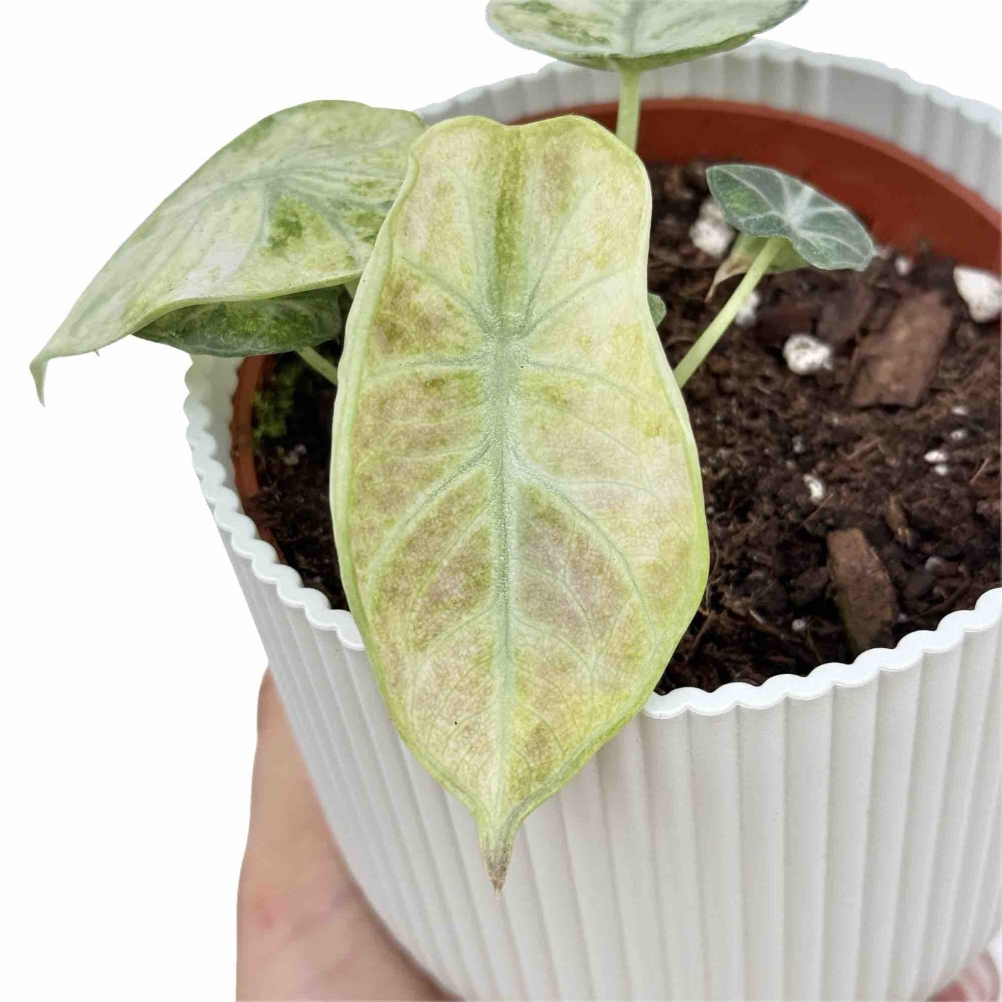 Alocasia Ninja Tricolor - plantandstories