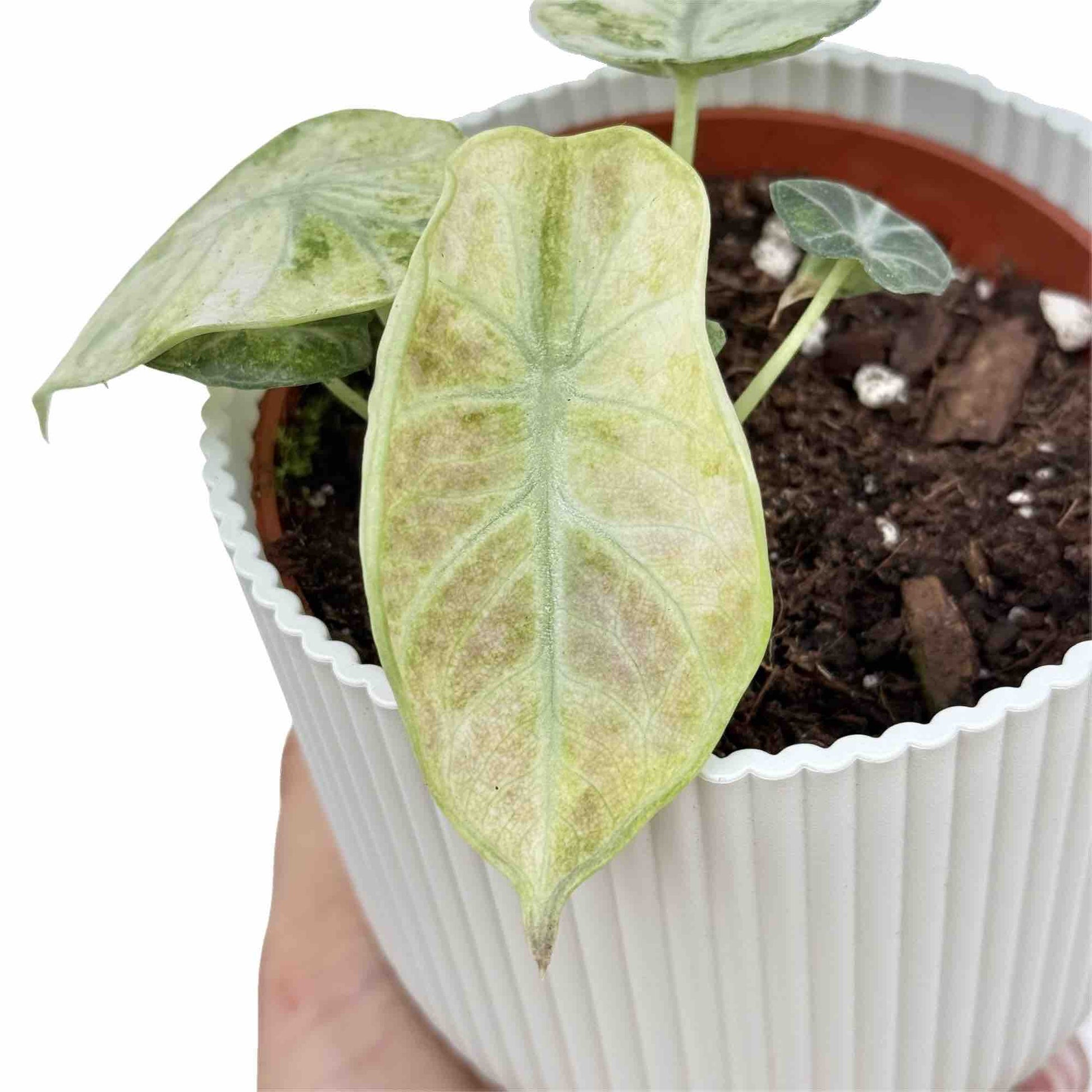 Alocasia Ninja Tricolor - plantandstories