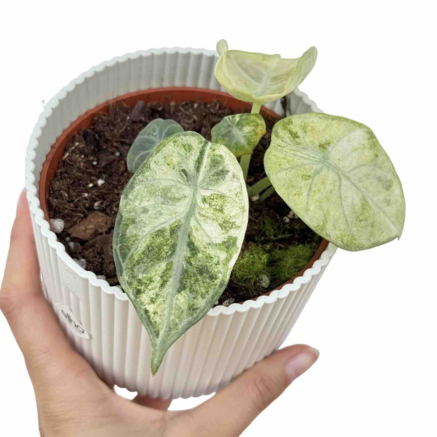 Alocasia Ninja Tricolor - plantandstories