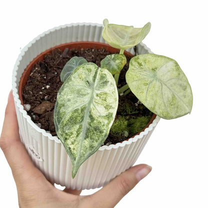 Alocasia Ninja Tricolor - plantandstories