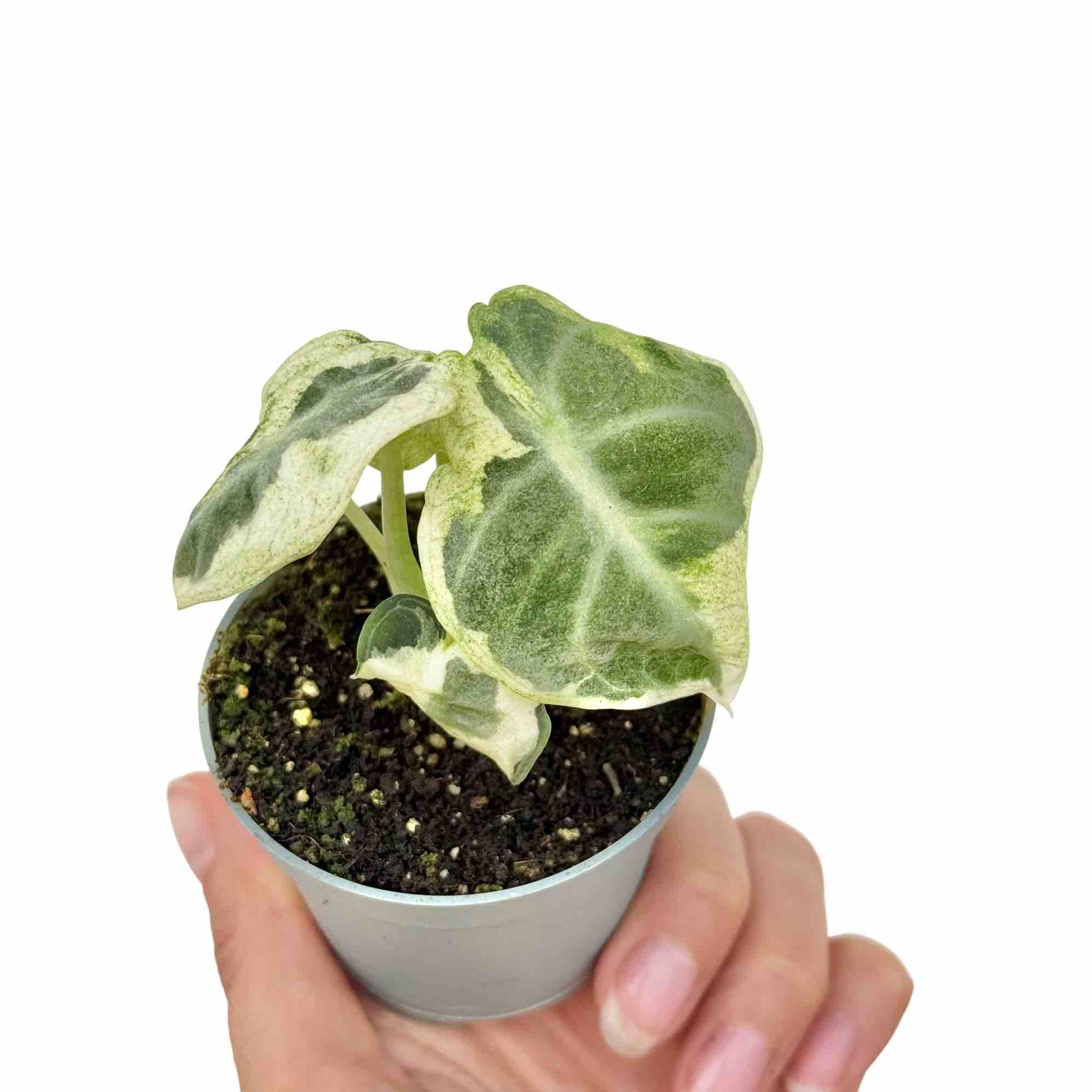 Alocasia Bambino Arrow Compact Tapered Foliage – plantandstories
