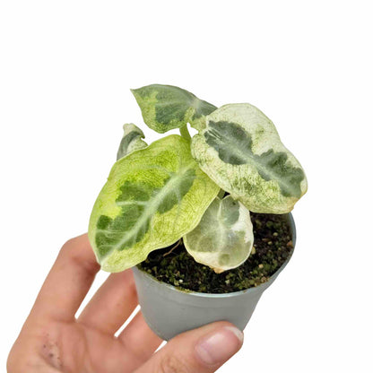 Alocasia Ninja Variegata - plantandstories