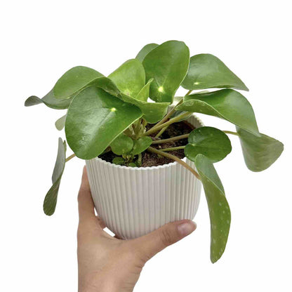Pilea Peperomioides