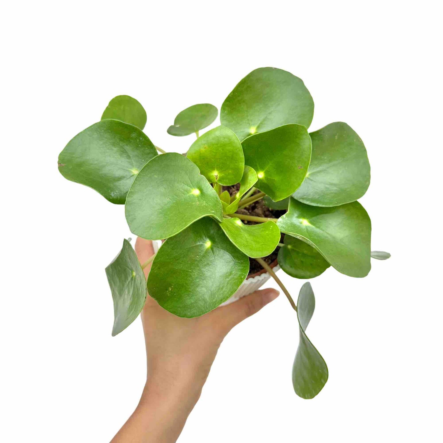 Pilea Peperomioides