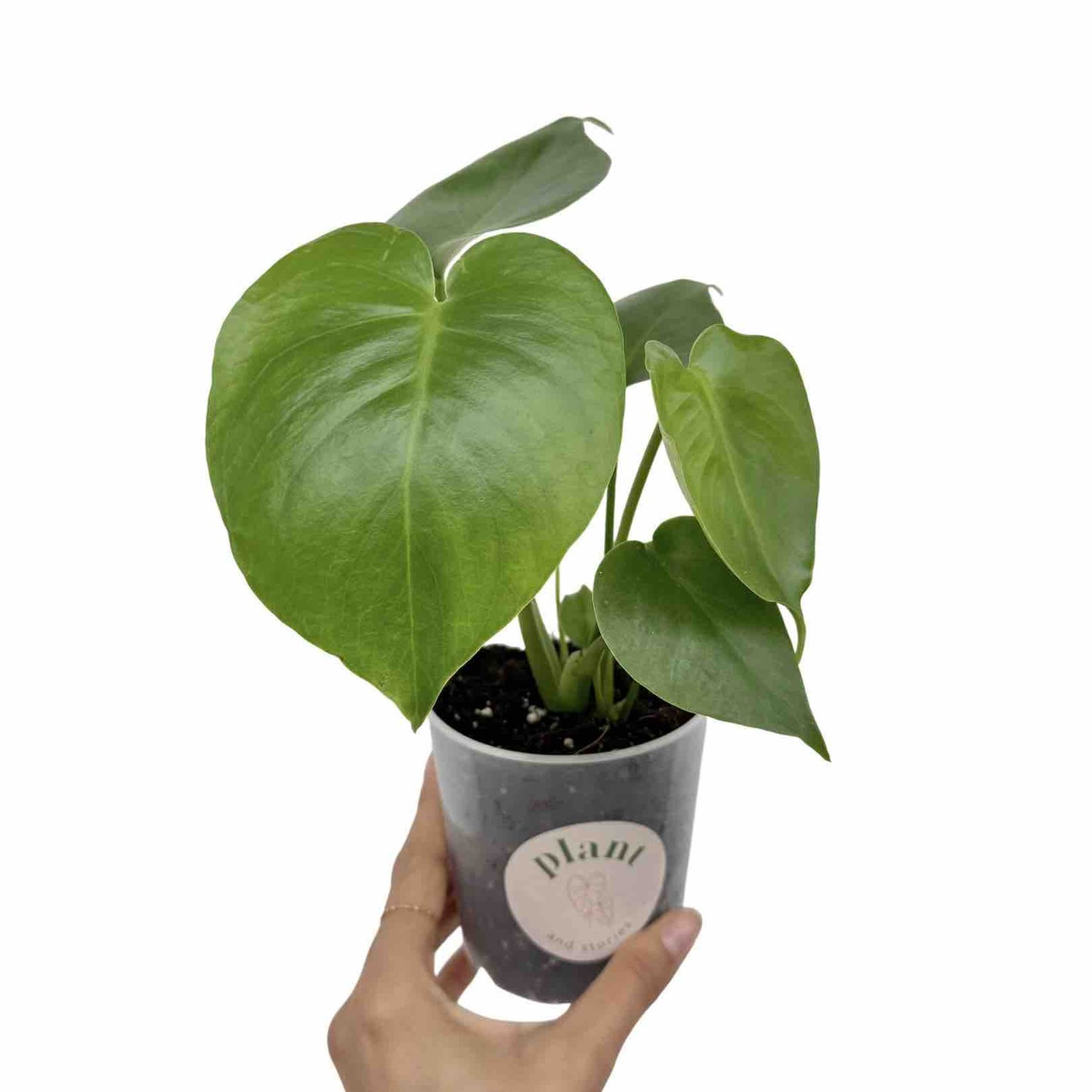 Monstera Deliciosa