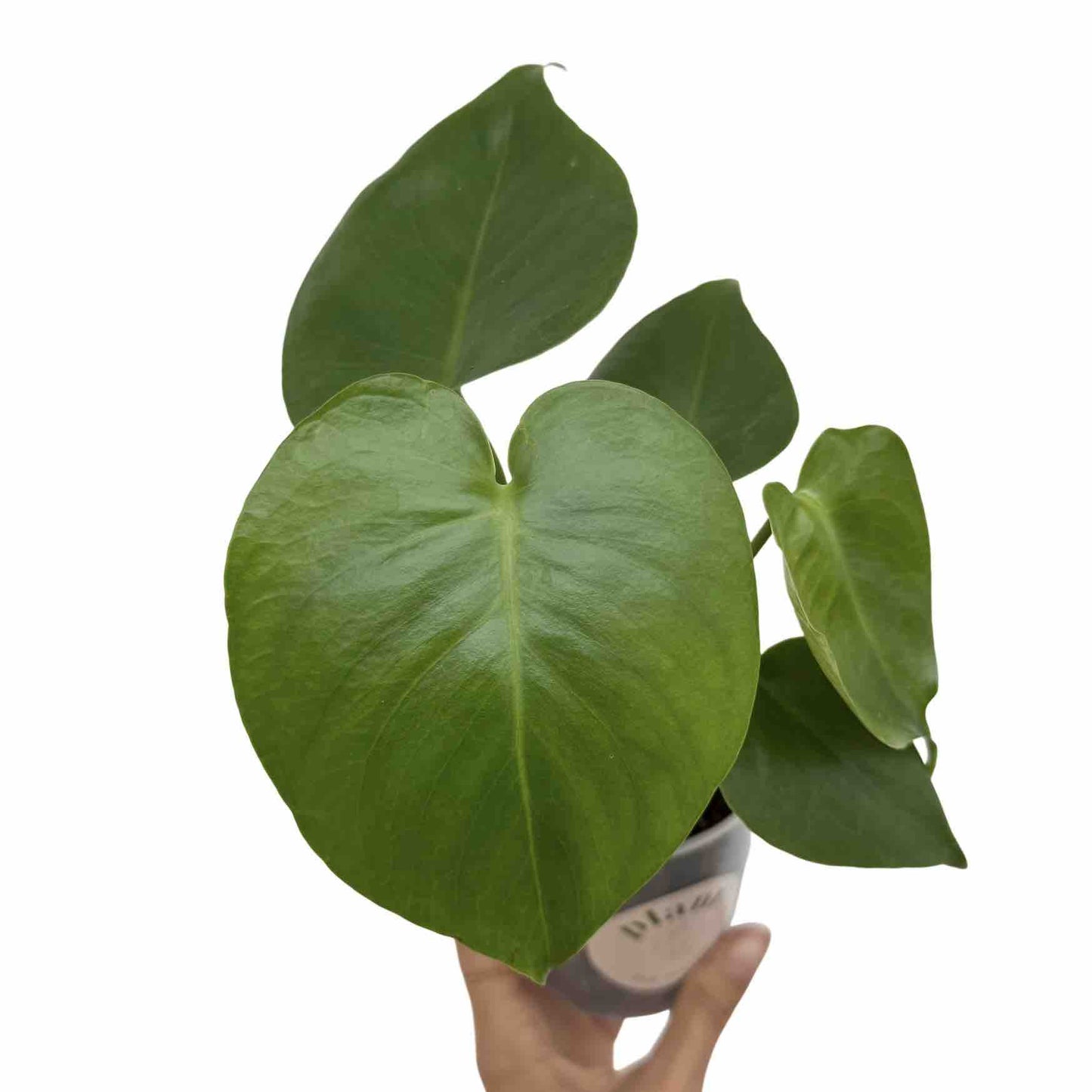 Monstera Deliciosa