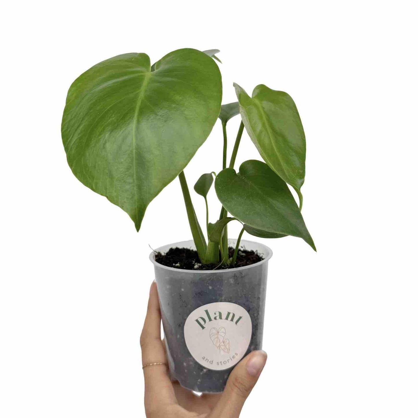 Monstera Deliciosa