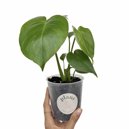 Monstera Deliciosa