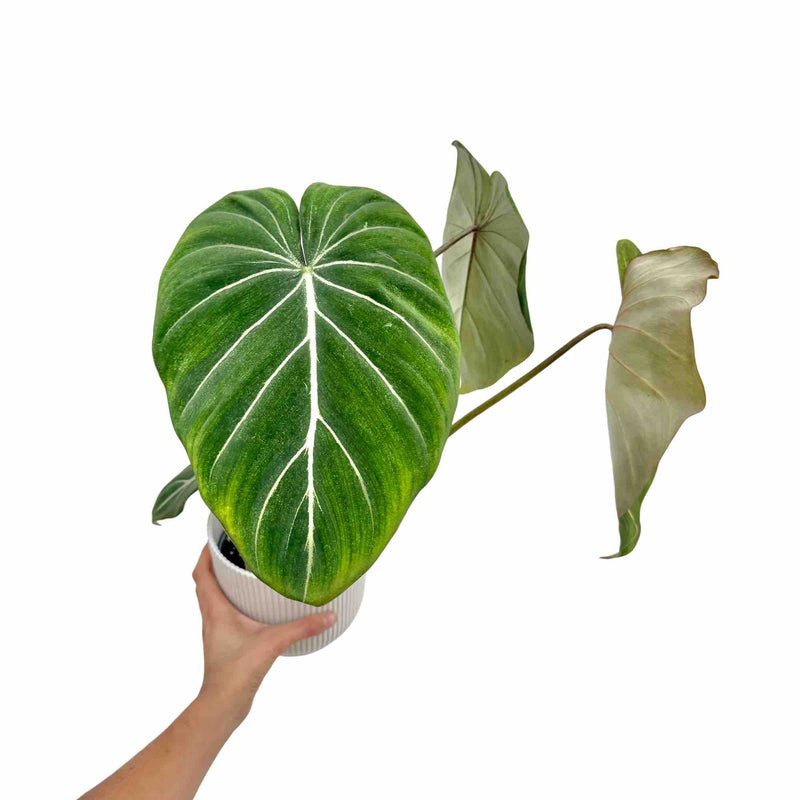 Philodendron Gloriosum