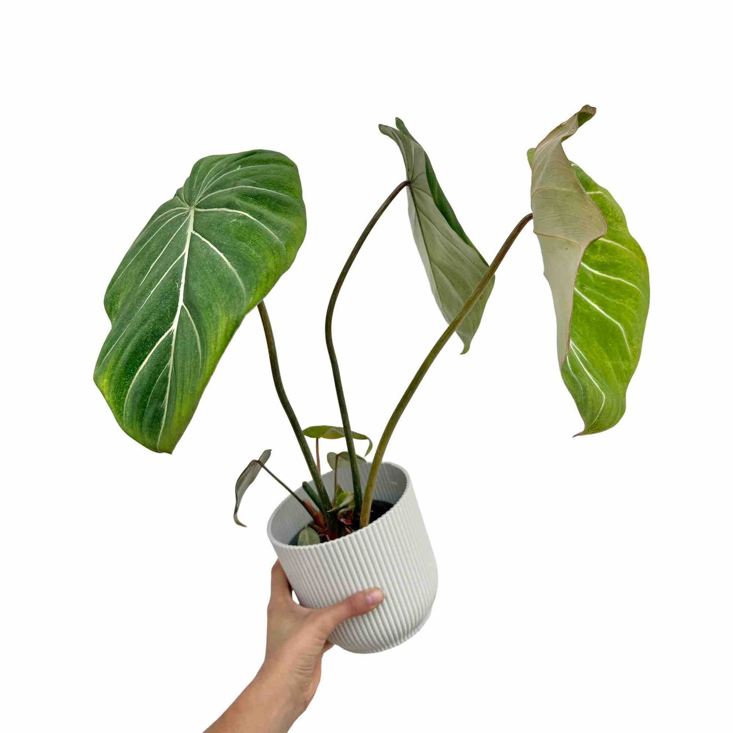 Philodendron Gloriosum