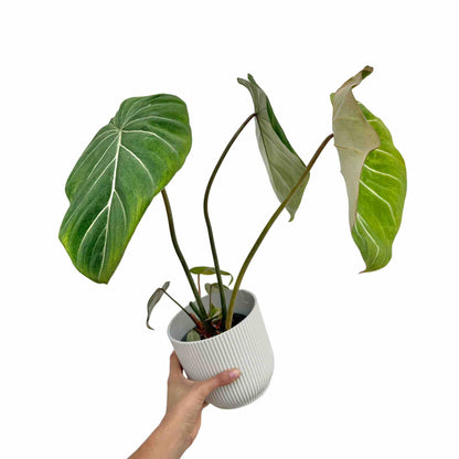 Philodendron Gloriosum