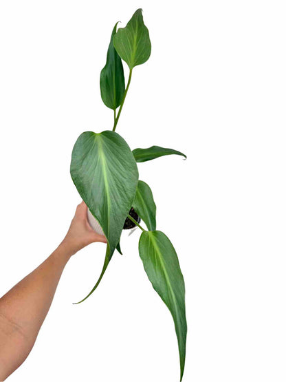 Monstera Burle Marx Flame - plantandstories