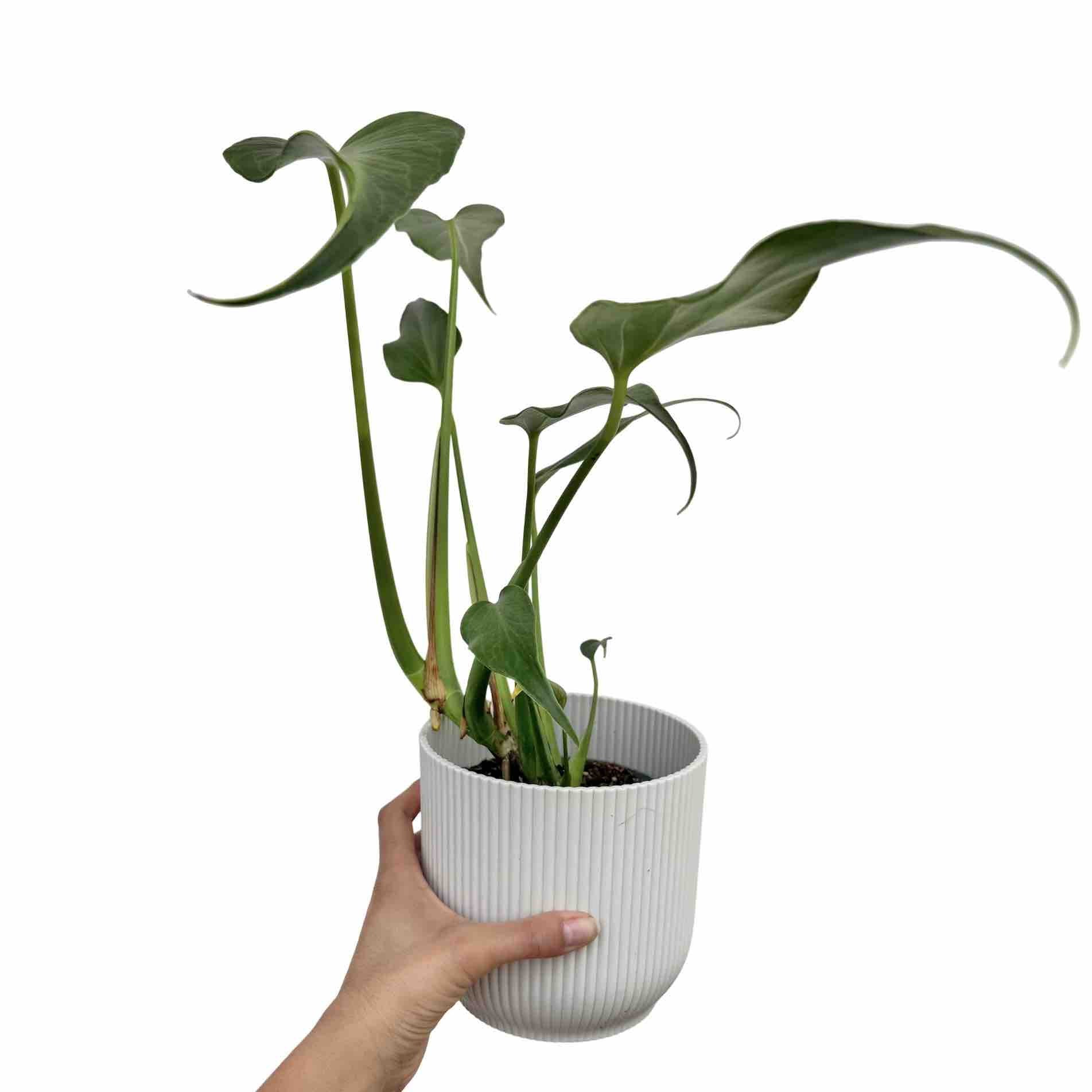Monstera Burle Marx Flame Sculpted and Cut Foliage – plantandstories