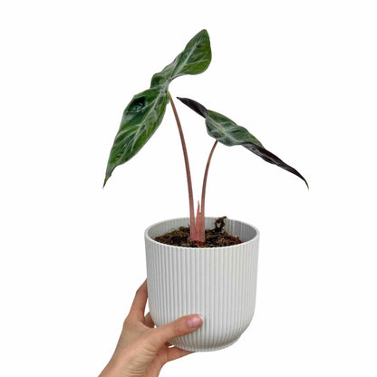 Alocasia Pink Dragon