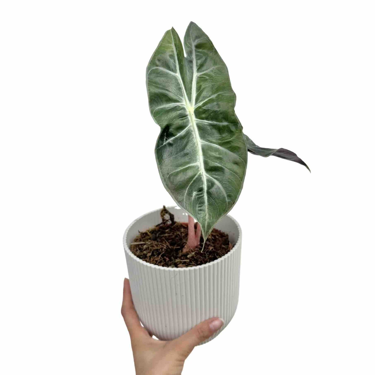 Plante verte Alocasia Pink Dragon aux feuilles nervurées de blanc et tiges roses dans un cache-pot blanc strié