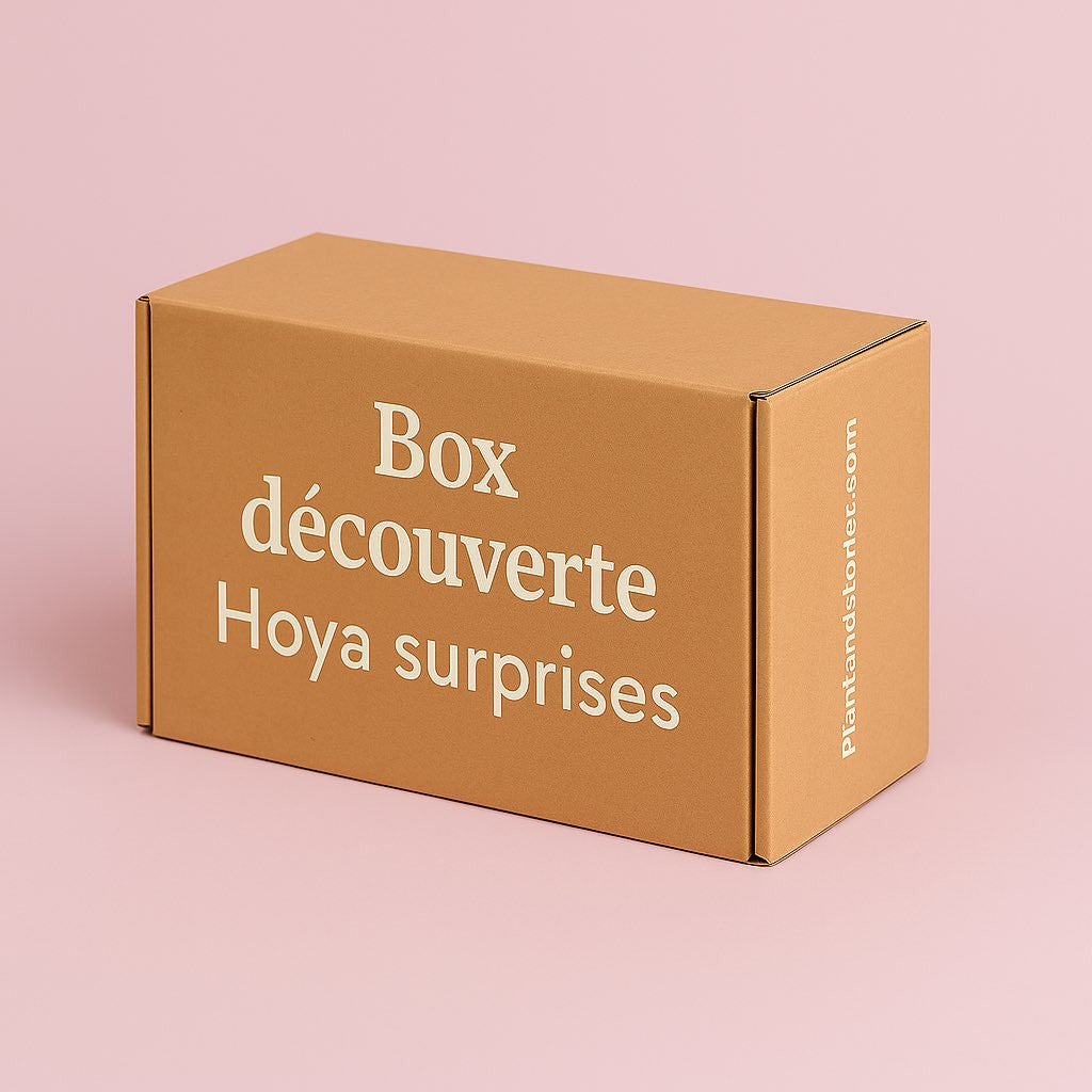 Box Hoya mystères - Box Hoya Surprises - Pack Hoya découverte