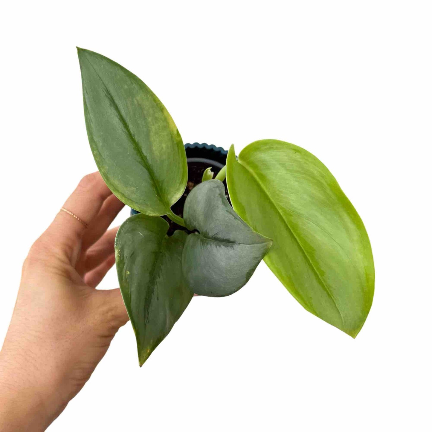 Scindapsus Moonlight aux feuilles vert foncé et gris bleuté, avec de jeunes pousses plus claires dans un pot noir