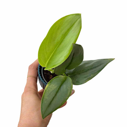 Joli Scindapsus Moonlight en pot en plastique noir, aux jeunes feuilles vertes claires et plus foncées