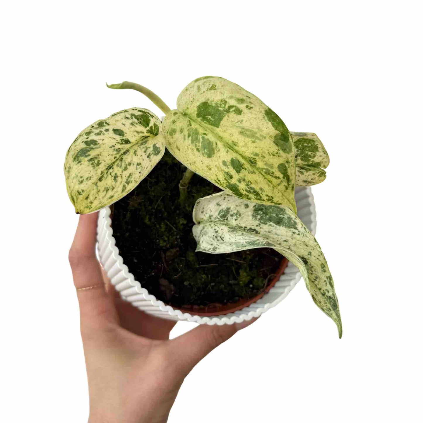 Scindapsus Jade Satin Marble Variegata aux feuilles marbrées de vert clair et blanc cassé dans un cache-pot blanc