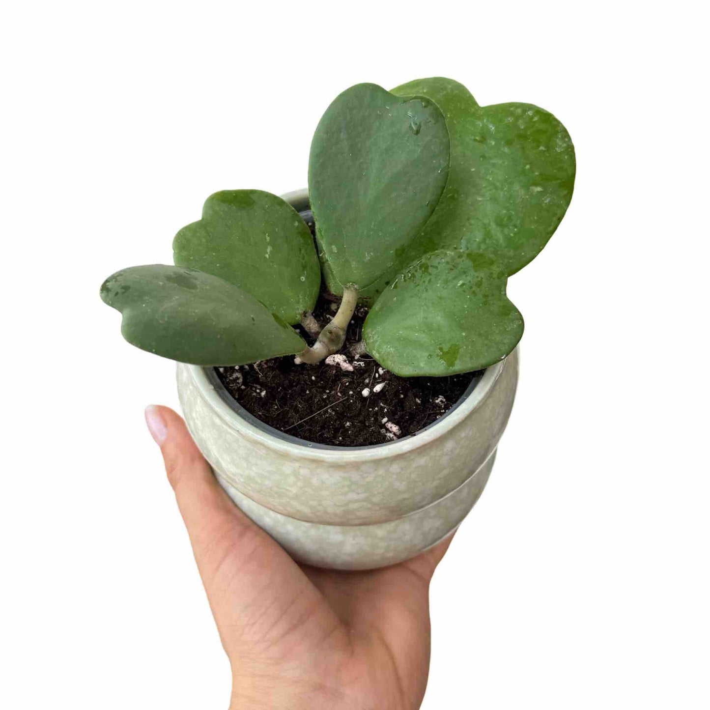 Hoya Kerrii