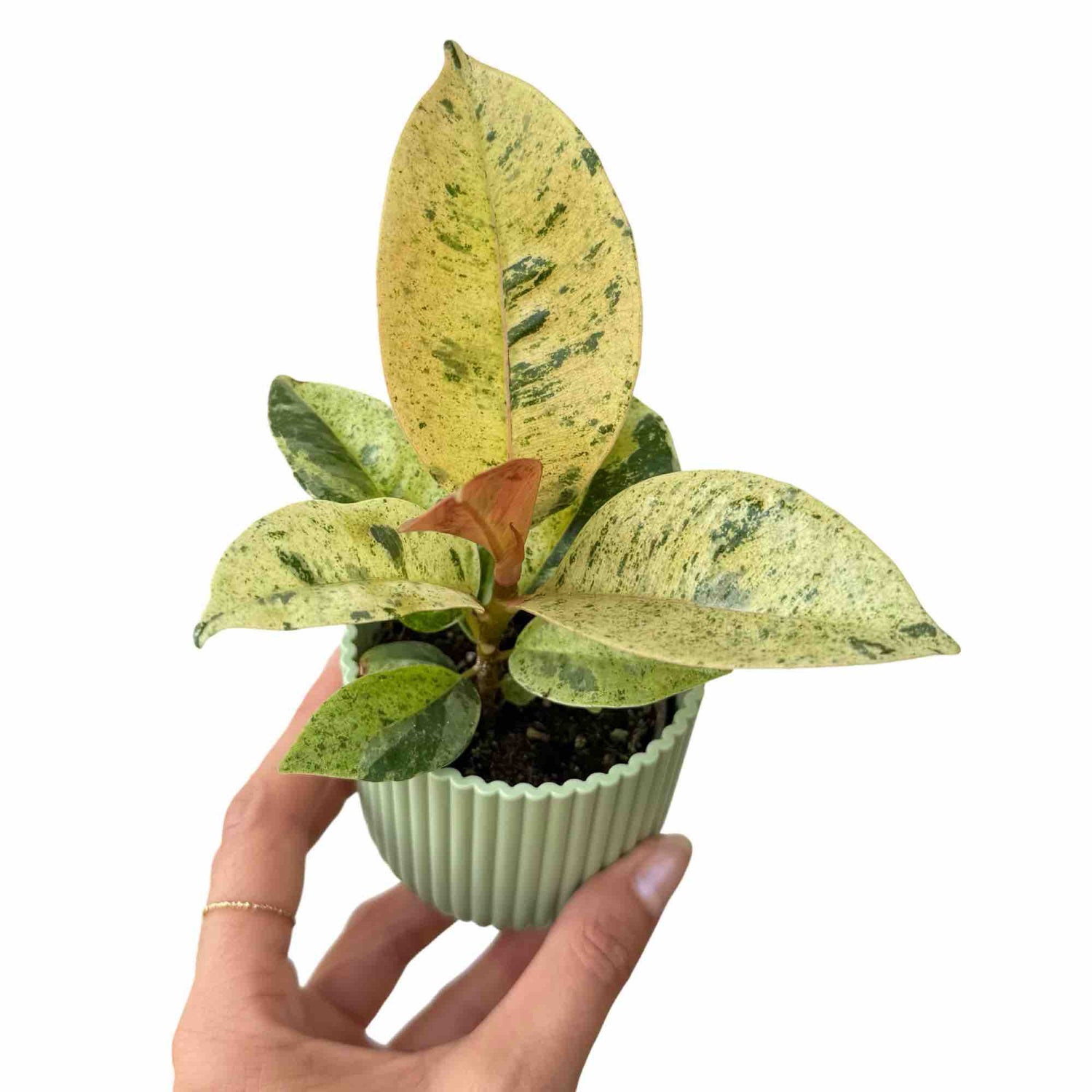 Ficus Shivereana Moonshine aux feuilles mouchetées de jaune et vert dans un petit pot cannelé vert clair