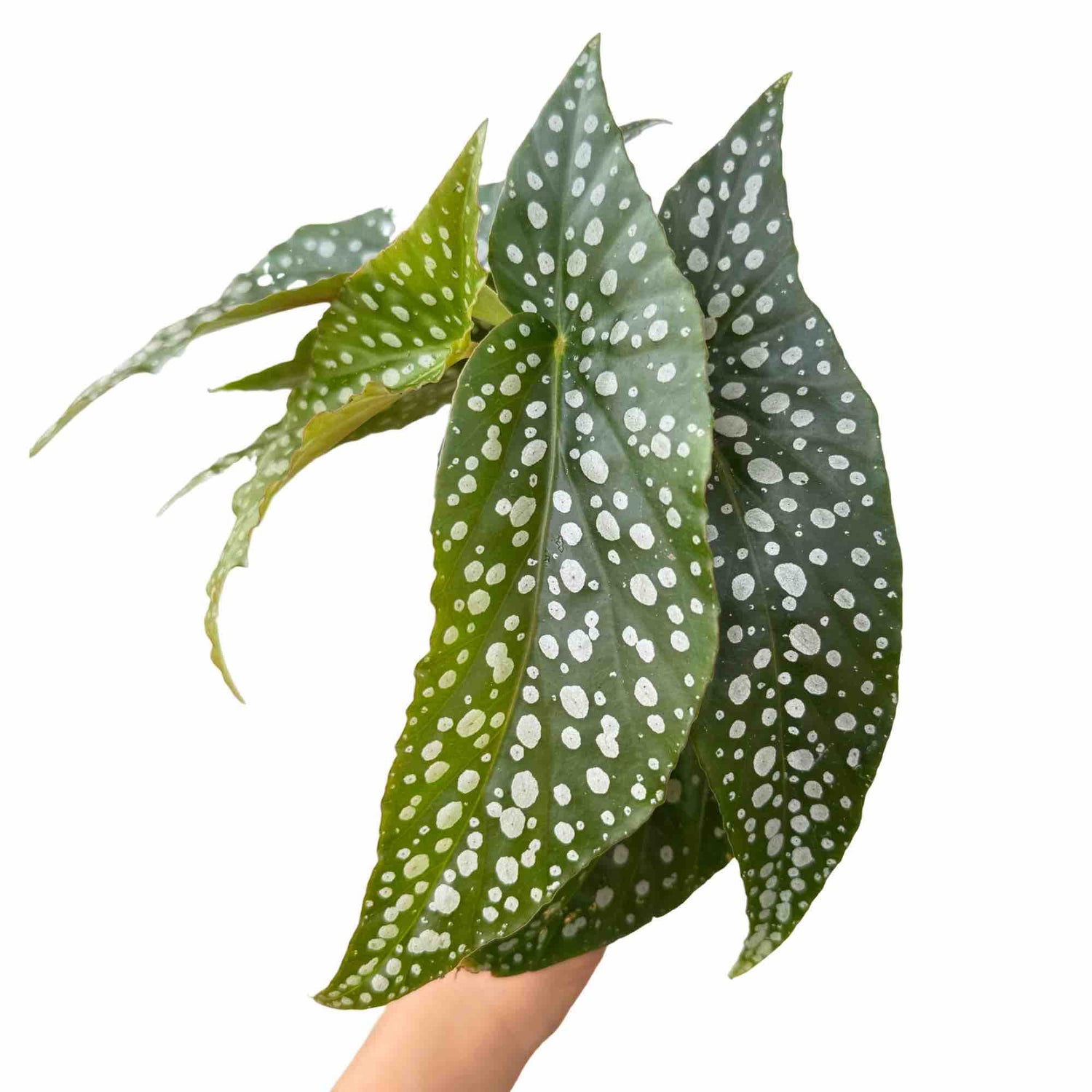 Begonia Maculata aux feuilles vert foncé tachetées de blanc, avec un revers bordeaux, sans pot visible