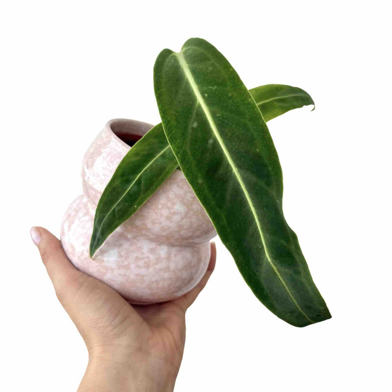 Anthurium Warocqueanum