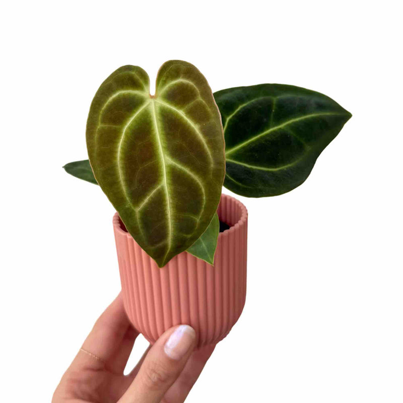 Anthurium Regale