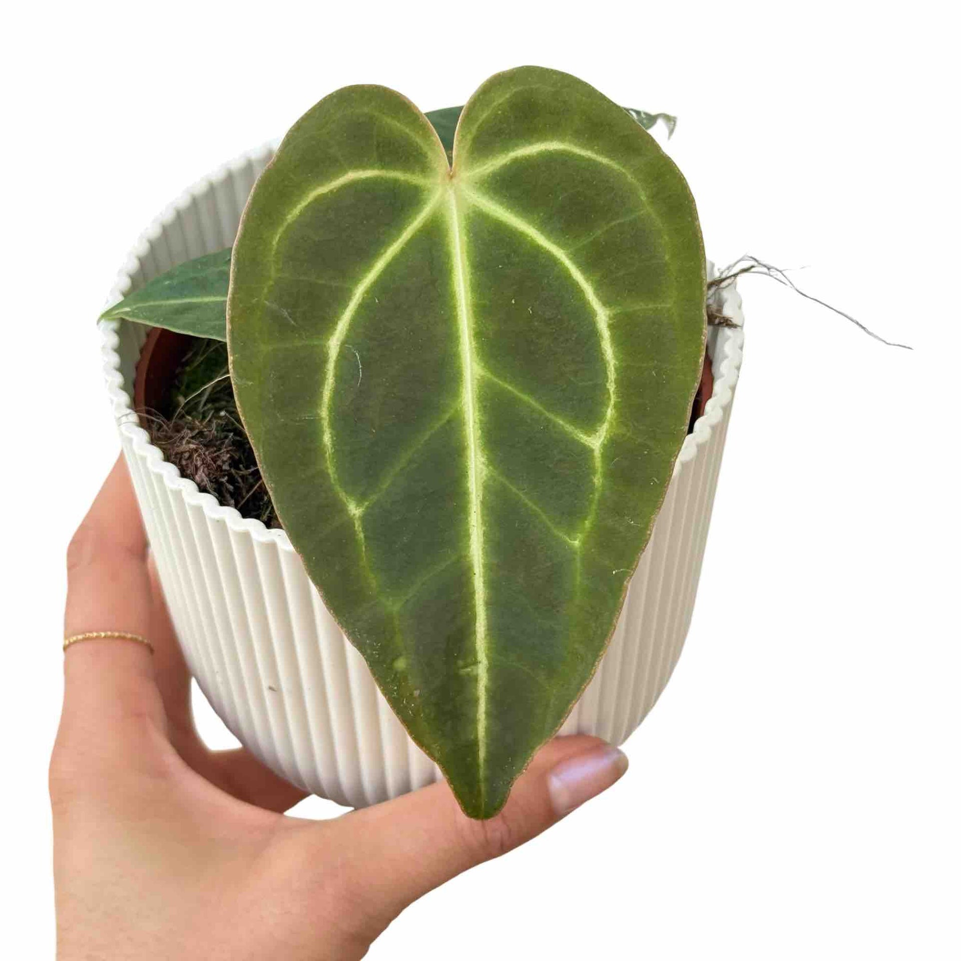 anthurium regale planta de casa Anthurium Regale – plantandstories
