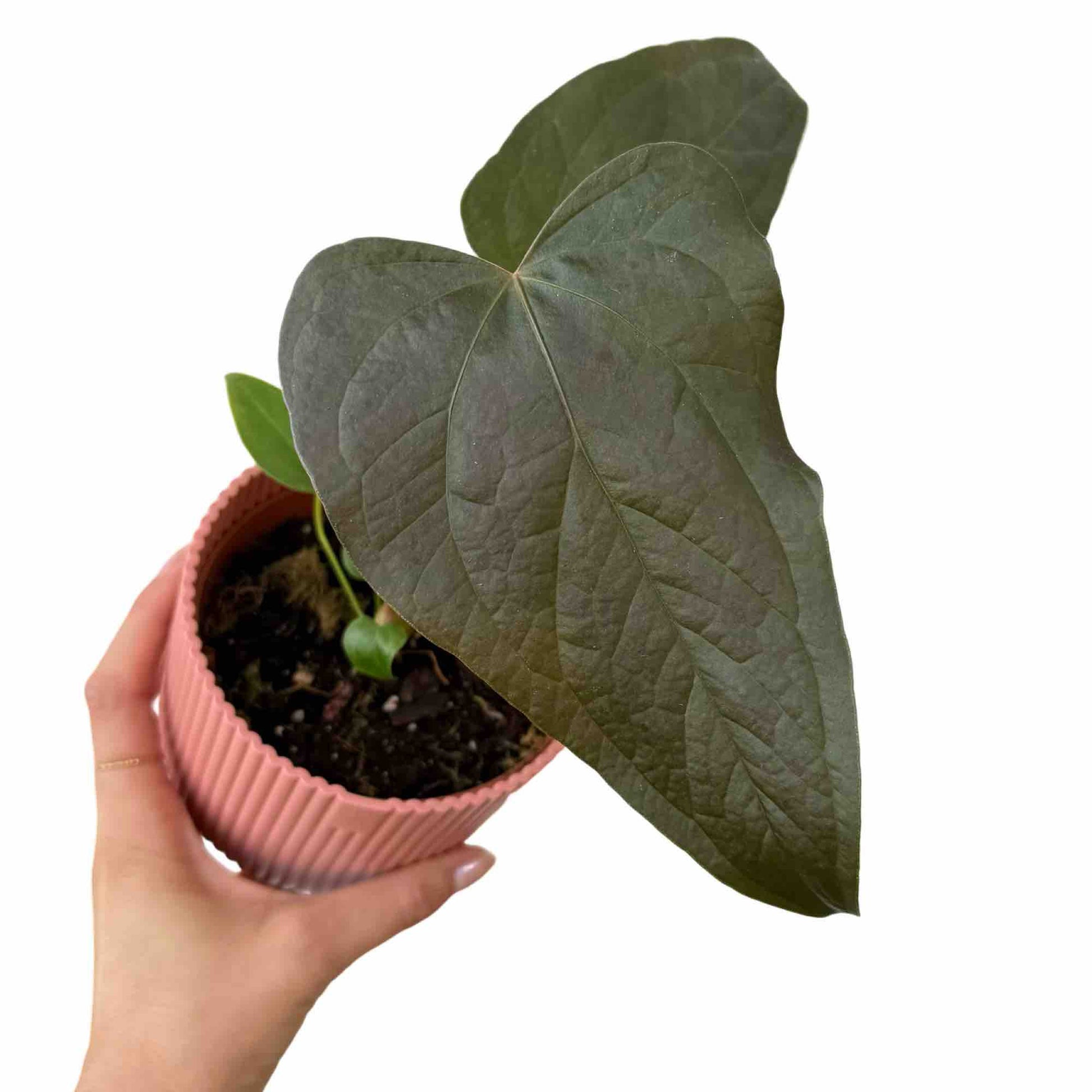 anthurium queen of hearts parents Anthurium Queen Of Hearts – plantandstories