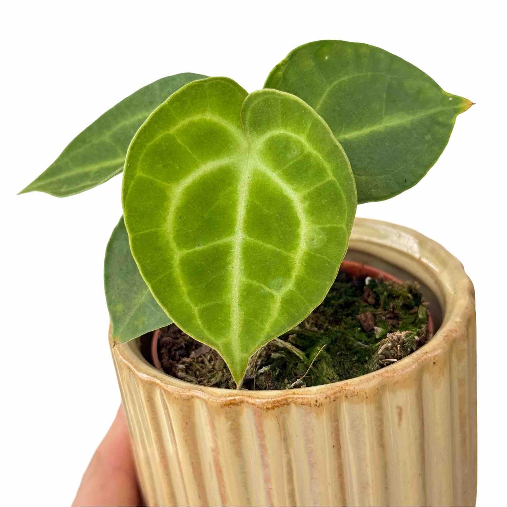 anthurium clarinervium king Anthurium 'King of Clarinervium Sulanjana' – plantandstories