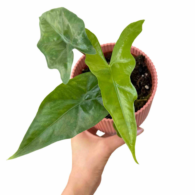 Alocasia nycteris 'Bat Wing'