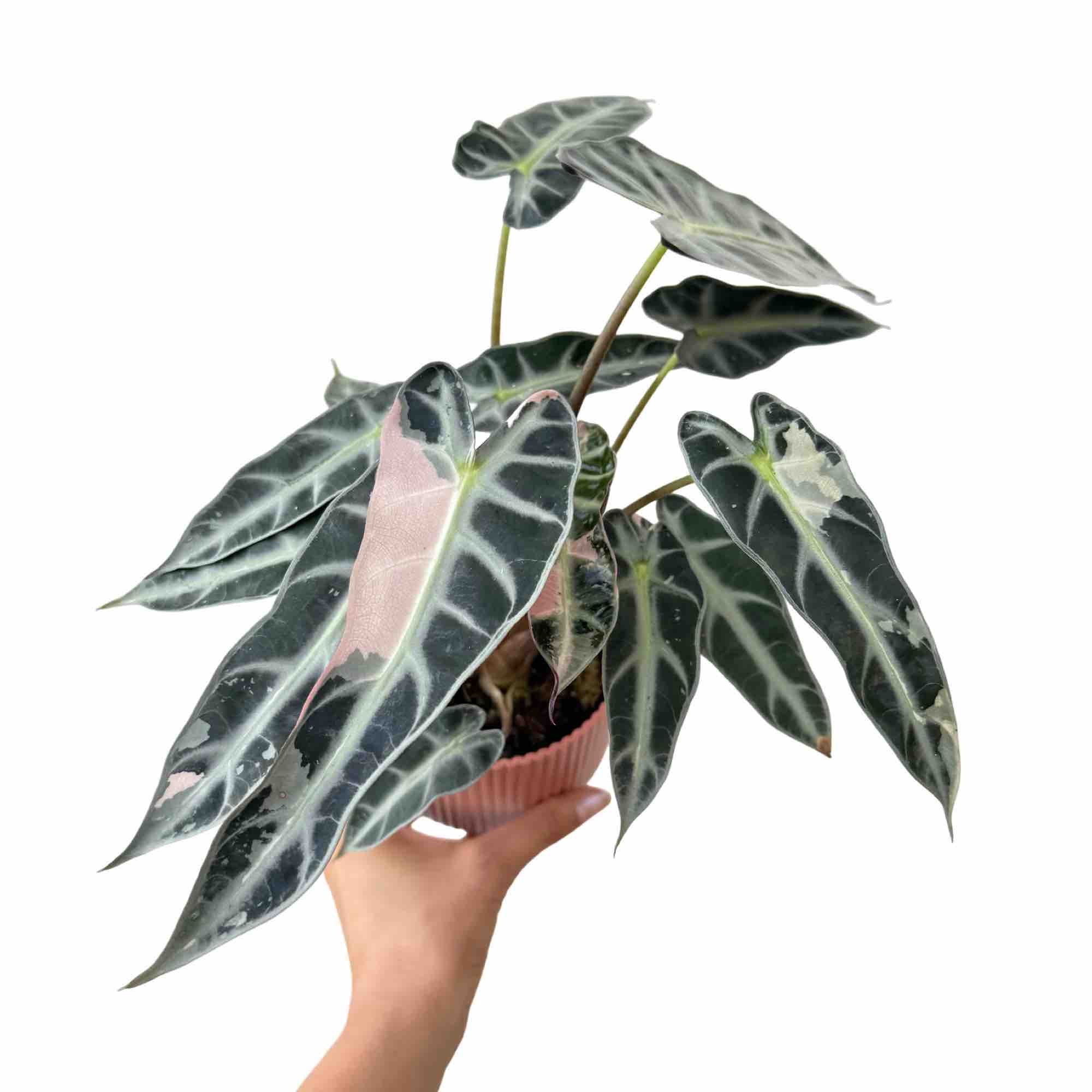Alocasia Bambino Variegata – plantandstories
