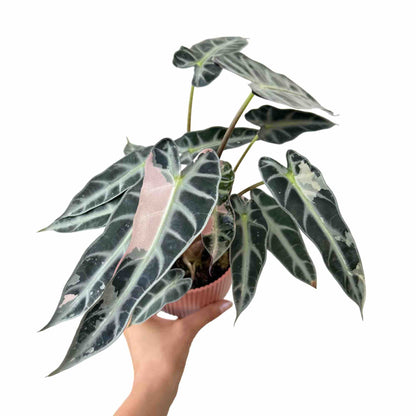 Alocasia Bambino Variegata
