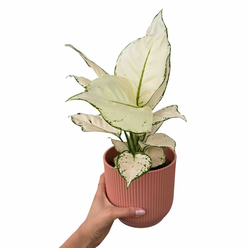 Aglaonema White Joy